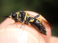 Tenthredo marginella