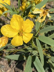 Senna roemeriana
