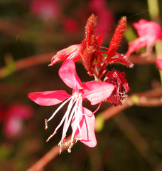 Oenothera lindheimeri