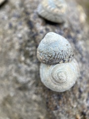 Bembicium nanum