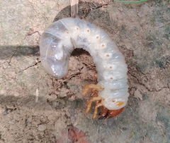 Coleoptera