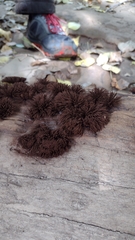 Stemonitis axifera