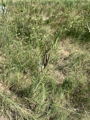 Asclepias subverticillata