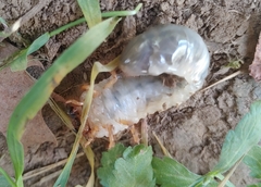 Coleoptera