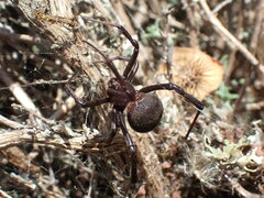 Latrodectus tredecimguttatus