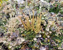 Cladonia maxima