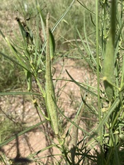 Asclepias subverticillata