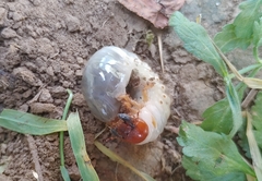 Coleoptera