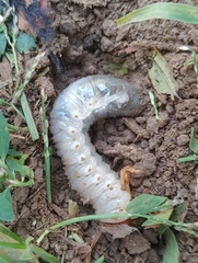 Coleoptera