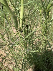 Asclepias subverticillata