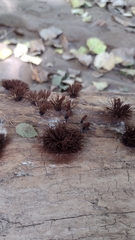 Stemonitis axifera