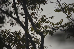 Psittacula alexandri fasciata