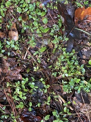 Lespedeza repens
