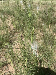 Asclepias subverticillata