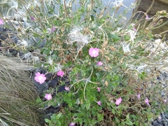 Epilobium hirsutum