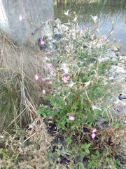 Epilobium hirsutum