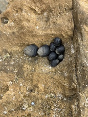 Nerita atramentosa