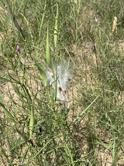 Asclepias subverticillata