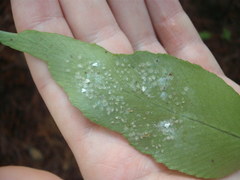 Trialeurodes asplenii