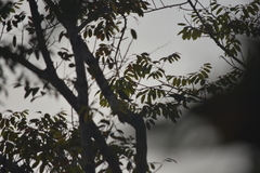 Psittacula alexandri fasciata