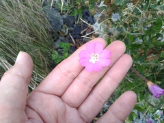 Epilobium hirsutum
