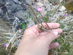 Epilobium hirsutum