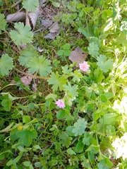 Geranium molle