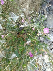Epilobium hirsutum