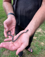 Pantherophis spiloides