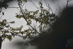 Psittacula alexandri fasciata