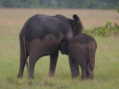 Loxodonta cyclotis
