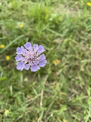 Scabiosa columbaria