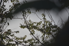 Psittacula alexandri fasciata