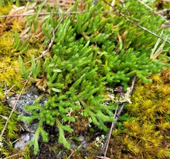 Selaginella rupestris