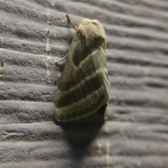 Schinia trifascia