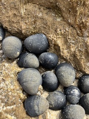 Nerita atramentosa