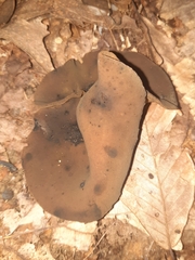 Pezizaceae