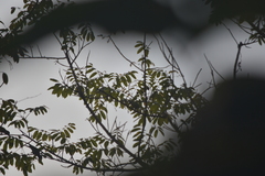 Psittacula alexandri fasciata