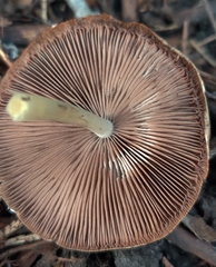 Bolbitius