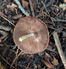 Bolbitius
