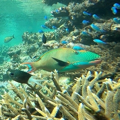 Cetoscarus ocellatus