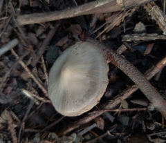 Bolbitius