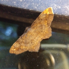 Hypagyrtis
