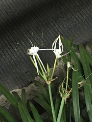 Hymenocallis