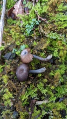 Cyanula