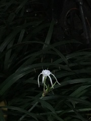 Hymenocallis