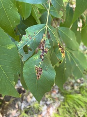 Caryomyia