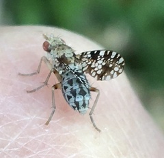 Trypetoptera punctulata