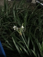 Hymenocallis