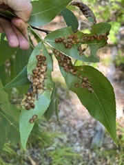 Caryomyia